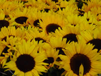 Tivola's Welt - Bildergalerie Bundesgartenschau 2003 in Rostock