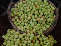 Tivola's Welt - Bildergalerie Bundesgartenschau 2003 in Rostock