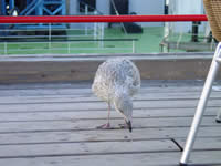 Tivola's Welt - Bildergalerie Bundesgartenschau 2003 in Rostock