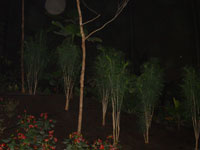 Tivola's Welt - Bildergalerie Kurztripp ins Erlebnisbad Tropical Island mit zwei Übernachtung im Landhotel Krausnick im Jahr 2005.