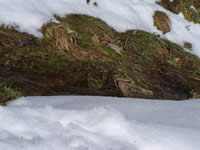 Tivola's Welt - Bildergalerie Winderwanderung im Neuendorfer Wald am Sonntag, den 05.03.2006