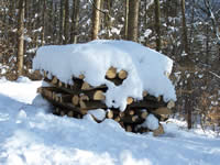 Tivola's Welt - Bildergalerie Winderwanderung im Neuendorfer Wald am Sonntag, den 05.03.2006