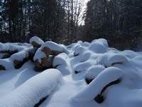 Tivola's Welt - Bildergalerie Winderwanderung im Neuendorfer Wald am Sonntag, den 05.03.2006
