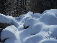 Tivola's Welt - Bildergalerie Winderwanderung im Neuendorfer Wald am Sonntag, den 05.03.2006