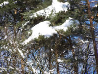 Tivola's Welt - Bildergalerie Winderwanderung im Neuendorfer Wald am Sonntag, den 05.03.2006