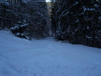 Tivola's Welt - Bildergalerie Winderwanderung im Neuendorfer Wald am Sonntag, den 05.03.2006