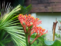 Tivola's Welt - Bildergalerie Indienurlaub - 2007-09-09