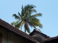 Tivola's Welt - Bildergalerie Indienurlaub - 2007-09-09