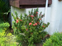 Tivola's Welt - Bildergalerie Indienurlaub - 2007-09-09