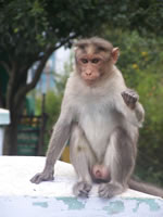 Tivola's Welt - Bildergalerie Indienurlaub - 2007-09-10 / 09-13