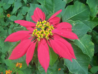 Tivola's Welt - Bildergalerie Indienurlaub - 2007-09-10 / 09-13