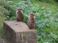 Tivola's Welt - Bildergalerie Indienurlaub - 2007-09-10 / 09-13