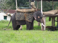 Tivola's Welt - Bildergalerie Indienurlaub - 2007-09-10 / 09-13