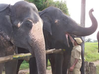 Tivola's Welt - Bildergalerie Indienurlaub - 2007-09-10 / 09-13