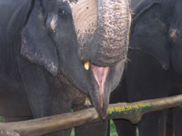 Tivola's Welt - Bildergalerie Indienurlaub - 2007-09-10 / 09-13