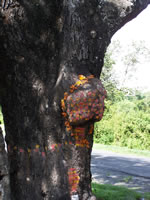 Tivola's Welt - Bildergalerie Indienurlaub - 2007-09-10 / 09-13