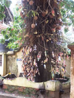 Tivola's Welt - Bildergalerie Indien 16.09.2007