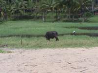 Tivola's Welt - Bildergalerie Indienurlaub 17.09.2007