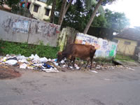 Tivola's Welt - Bildergalerie Indienurlaub 2007
