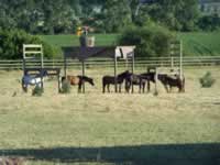 Tivola's Welt - Bildergalerie Wochenendausflug nach Mühlhausen in Thüringen vom 26./27.06.2010