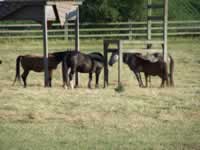 Tivola's Welt - Bildergalerie Wochenendausflug nach Mühlhausen in Thüringen vom 26./27.06.2010