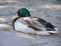 Tivola's Welt - Bildergalerie Wochenendausflug nach Mühlhausen in Thüringen vom 26./27.06.2010