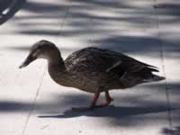 Tivola's Welt - Bildergalerie Wochenendausflug nach Mühlhausen in Thüringen vom 26./27.06.2010