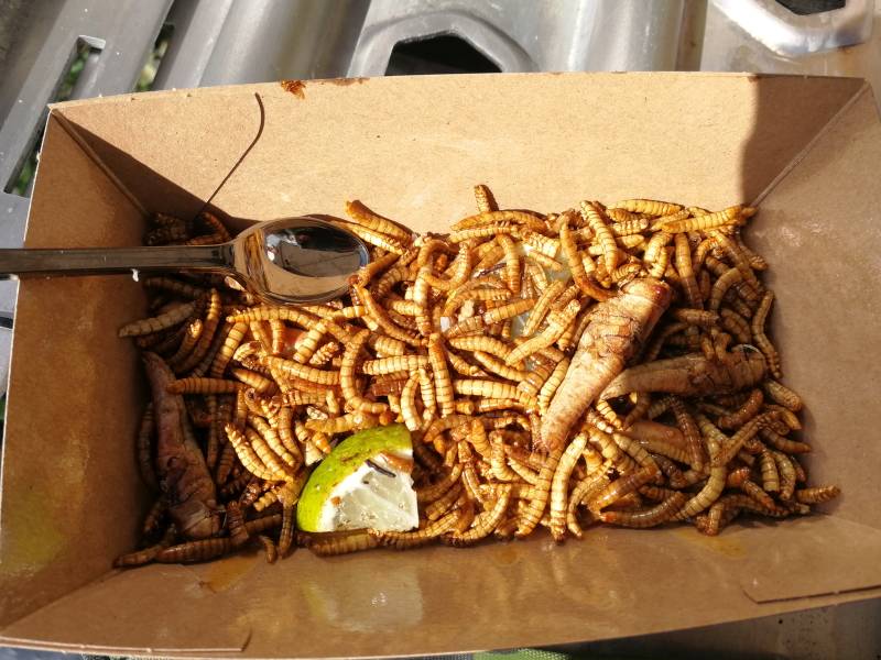 Tivola's Welt - News